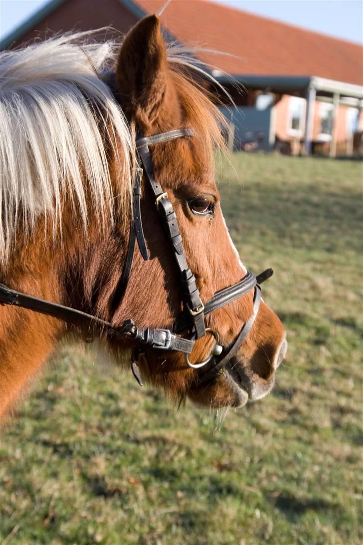 Pinto Pippi billede 1