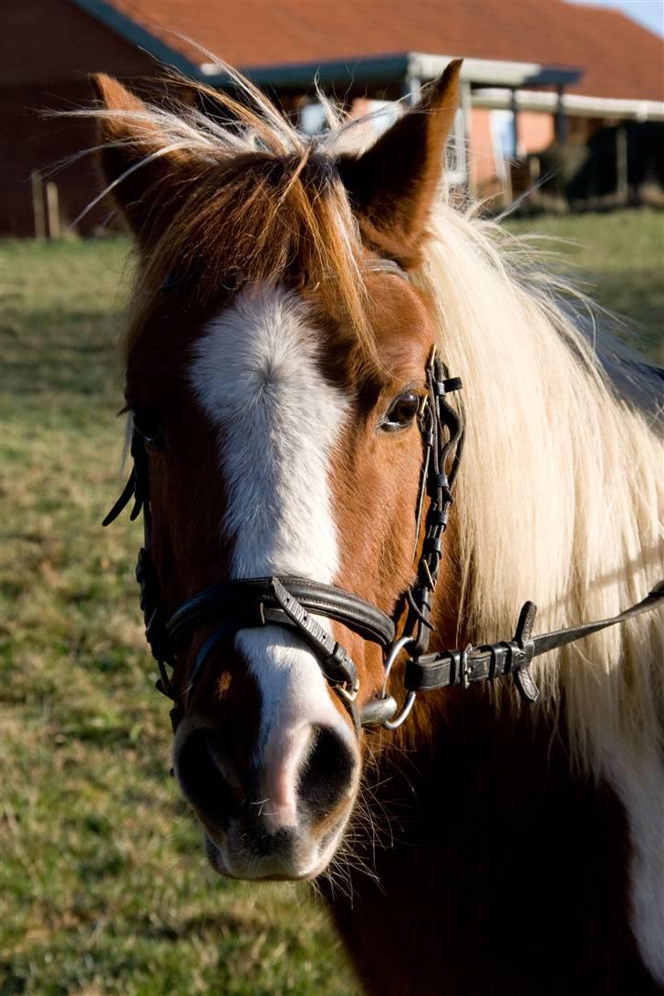 Pinto Pippi billede 2