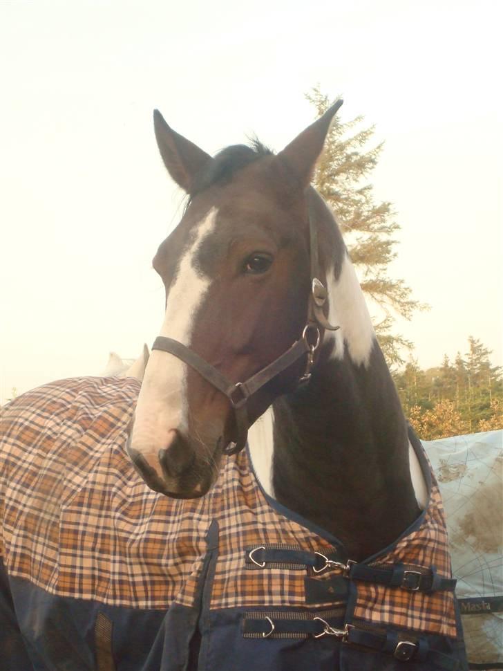 Pinto Chinook SOLGT - Smukke Smukke hest <3 billede 11