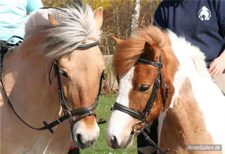 Anden særlig race hubert<33(elsketogsavnet) - bella og hubert<33 billede 11