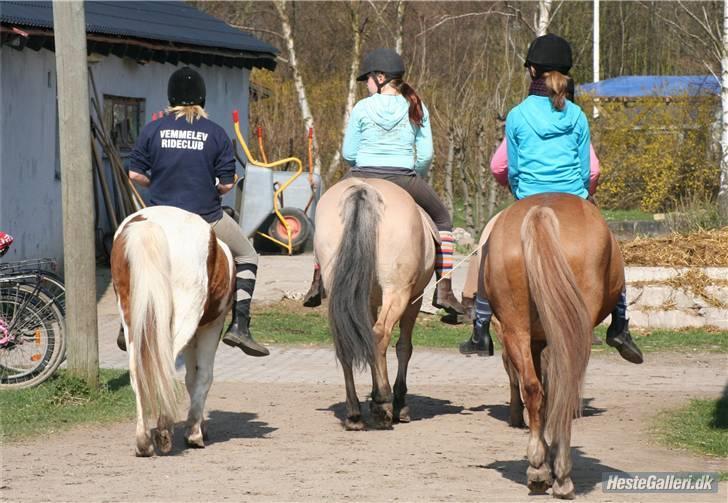 Anden særlig race hubert<33(elsketogsavnet) billede 12