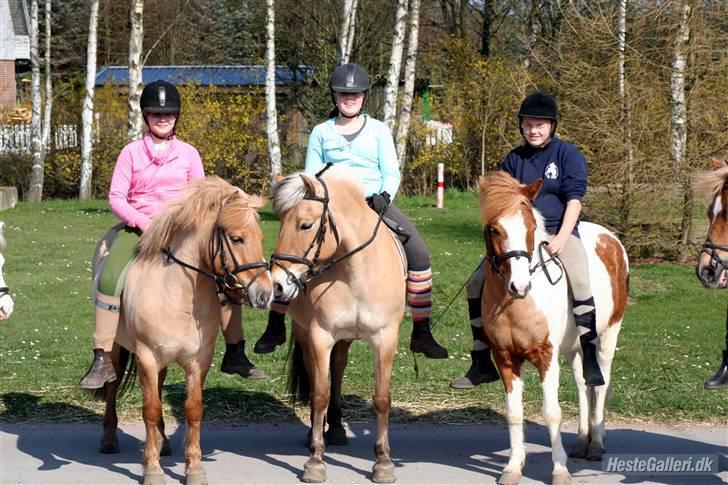 Anden særlig race hubert<33(elsketogsavnet) billede 14