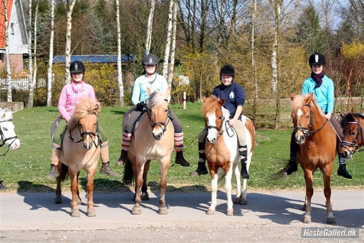 Anden særlig race hubert<33(elsketogsavnet) billede 15