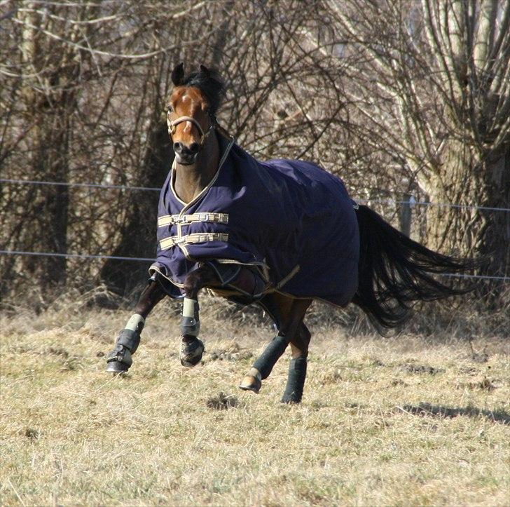 DSP Milan A.M. A-Pony<3 *SOLGT* billede 9