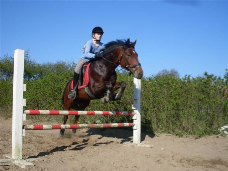 Connemara Hesselholts Rebel Queen - vi springer 65 cm. billede 15