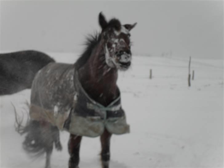 Connemara Hesselholts Rebel Queen - Queeny og mig billede 16