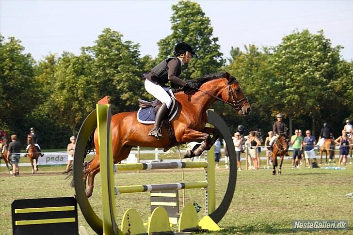 Tysk Sportspony Denver - B-pony billede 20