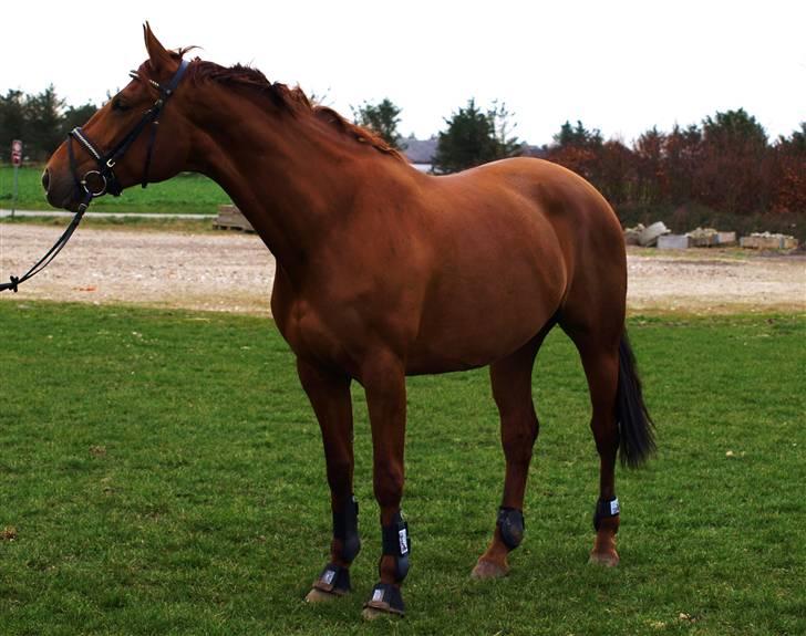 Dansk Varmblod Cocktail and Dreams SOLGT billede 13