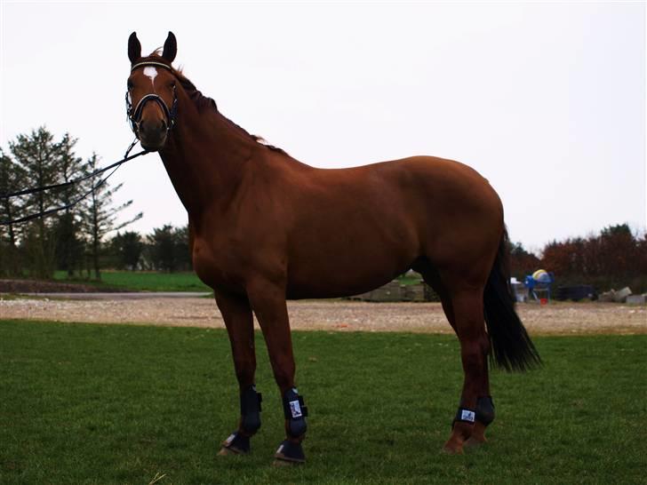 Dansk Varmblod Cocktail and Dreams SOLGT billede 14