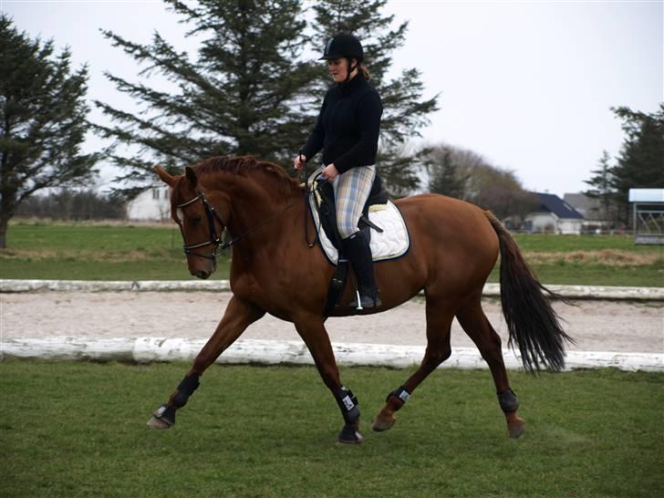 Dansk Varmblod Cocktail and Dreams SOLGT billede 15