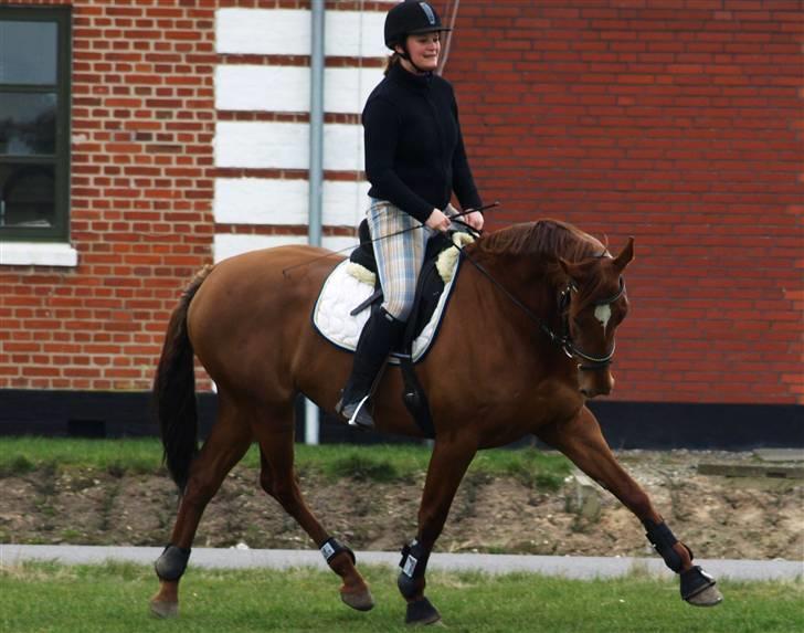 Dansk Varmblod Cocktail and Dreams SOLGT billede 16