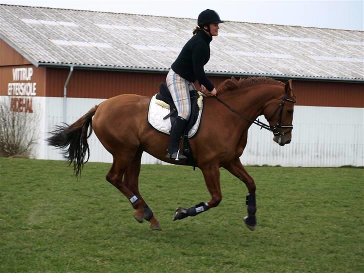 Dansk Varmblod Cocktail and Dreams SOLGT billede 18