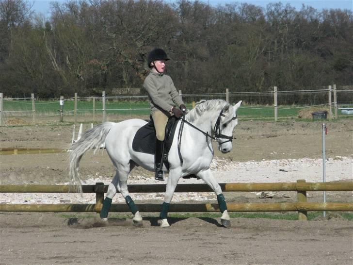 Welsh Pony (sec B) Lyngvejens Komet (solgt) - 10/4-09 Komet i arbejdstrav:) billede 15