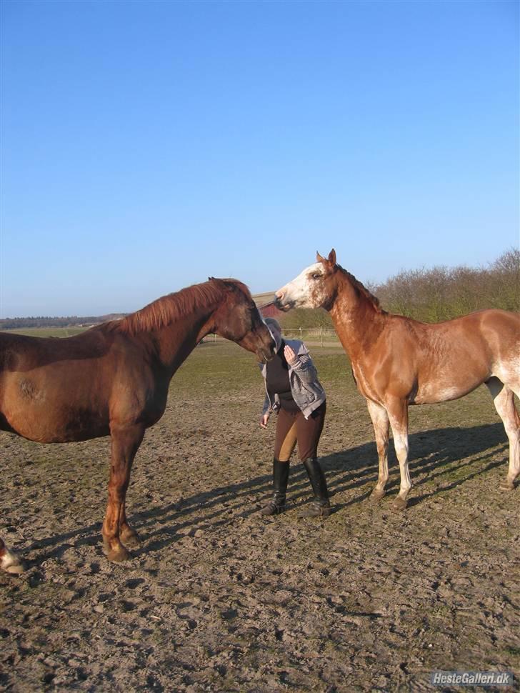 Anden særlig race Kashmir *Solgt* - Kashmir, Zip og jeg  :) billede 12