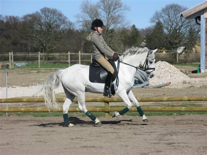 Welsh Pony (sec B) Lyngvejens Komet (solgt) - 10/4-09 Komet i samlet galop:) billede 16