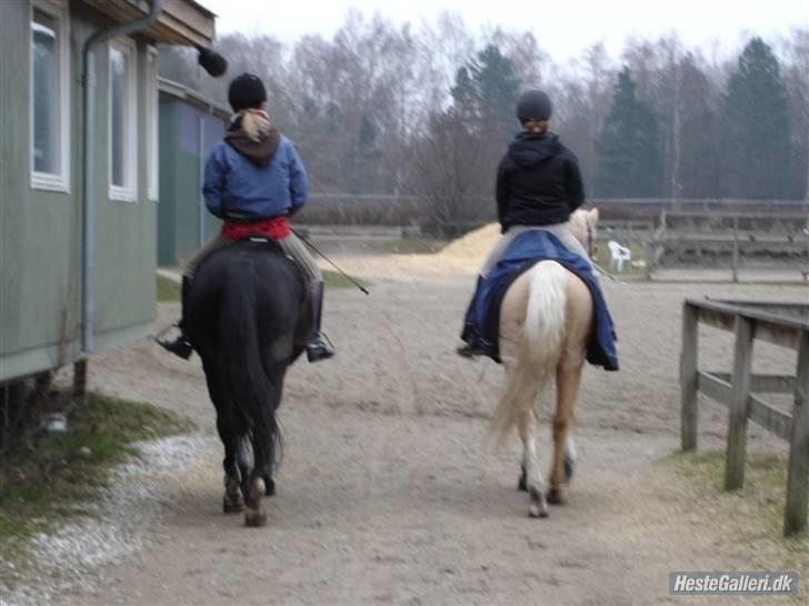 Anden særlig race Charlie - Stine og mig på Lucky (palominoen) og ´Charlie (den sorte) billede 13