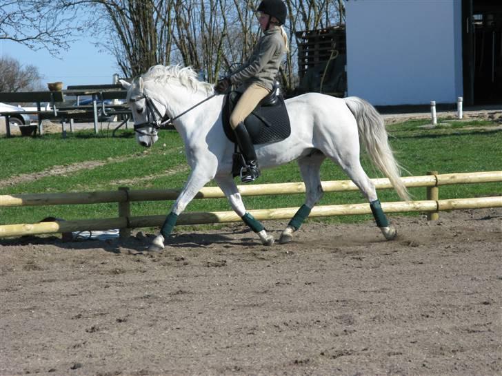 Welsh Pony (sec B) Lyngvejens Komet (solgt) billede 17