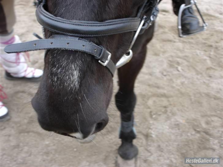 Anden særlig race Charlie - Mule xD billede 17