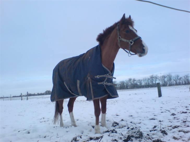 Hollandsk Sportspony Lunderup's  Magnum R.I.P. billede 17