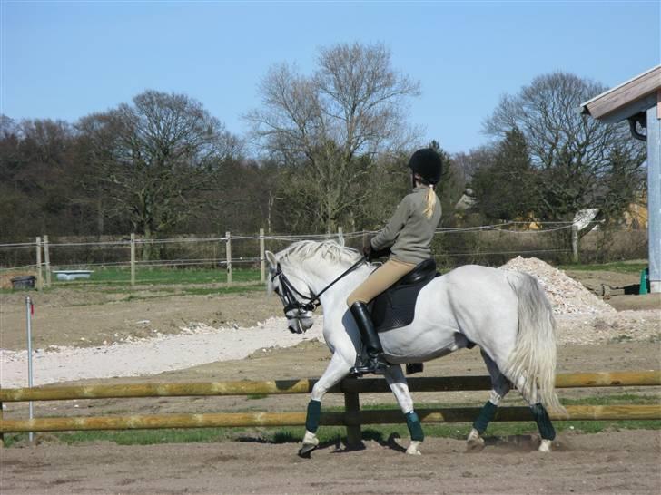 Welsh Pony (sec B) Lyngvejens Komet (solgt) billede 18