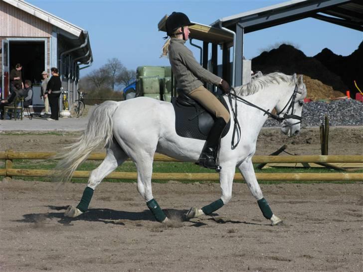 Welsh Pony (sec B) Lyngvejens Komet (solgt) billede 19