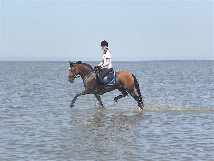 DSP Røgild´s Selina billede 18