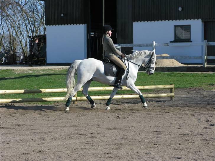 Welsh Pony (sec B) Lyngvejens Komet (solgt) billede 20