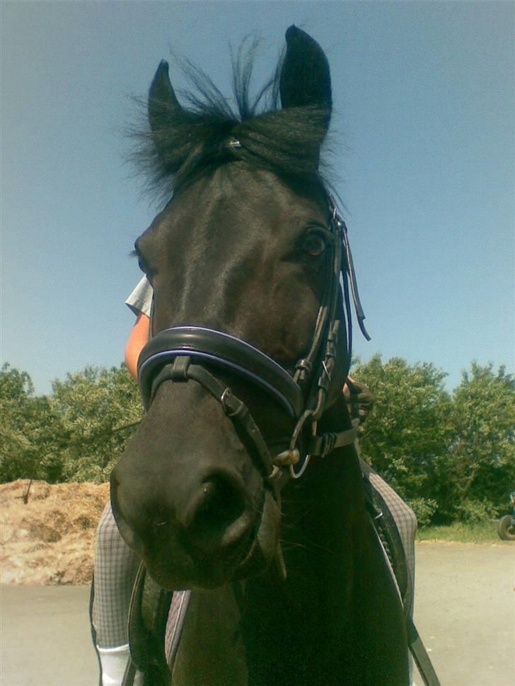 Anden særlig race Luna  - I'm sorry. for trying to kill you. guess I was wrong - Kyle O'shea <3  billede 4