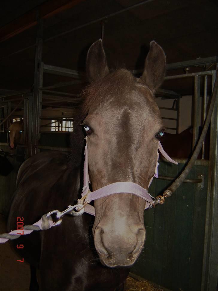 Anden særlig race Luna  - there was no hatred in your heart. that you existed is proof that we were wrong. we had no right to take your world from you Walter. I hope your fairytales come true. I hope you find your Gladdie - Wanderer <3  billede 7