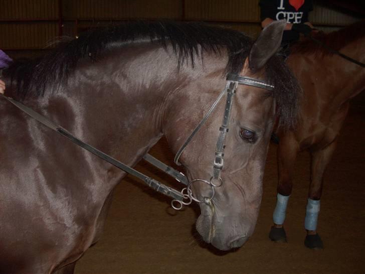 Anden særlig race Luna  - I don't care! I've had enough! I've seen enough! I want out. I want it to end. I don't care anymore! - Harry Potter <3  billede 8