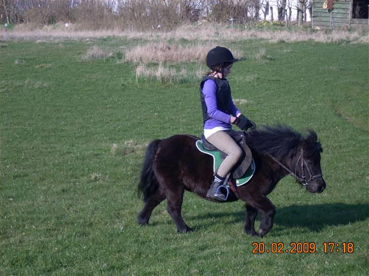 Anden særlig race Olga *solgt* billede 2