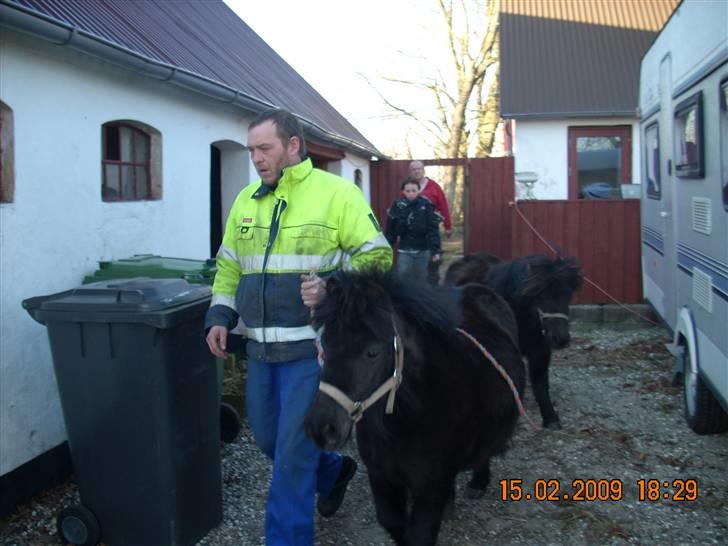 Anden særlig race Olga *solgt* billede 3