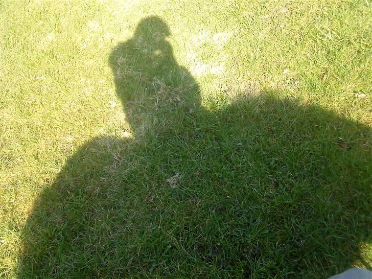 Anden særlig race Olga *solgt* billede 4