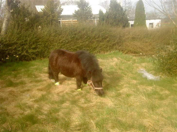 Anden særlig race Olga *solgt* billede 5