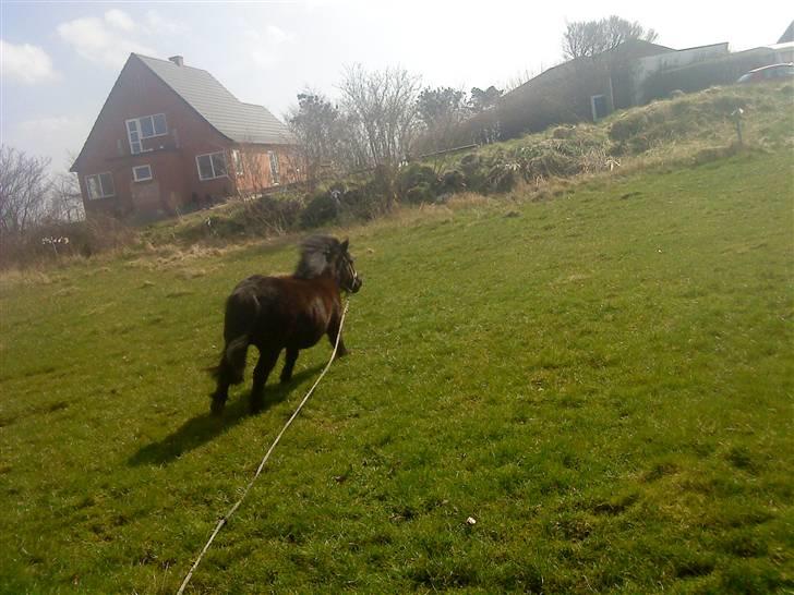 Anden særlig race Olga *solgt* billede 6