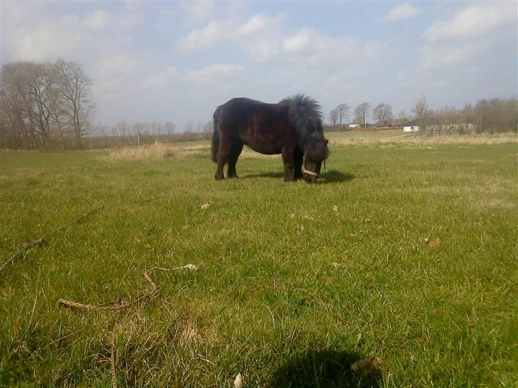 Anden særlig race Olga *solgt* billede 7