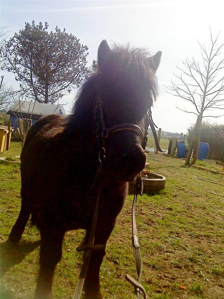 Anden særlig race Olga *solgt* billede 8