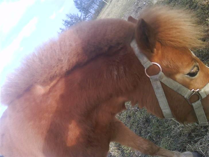 Anden særlig race Snuske *soglt og savnet* billede 10