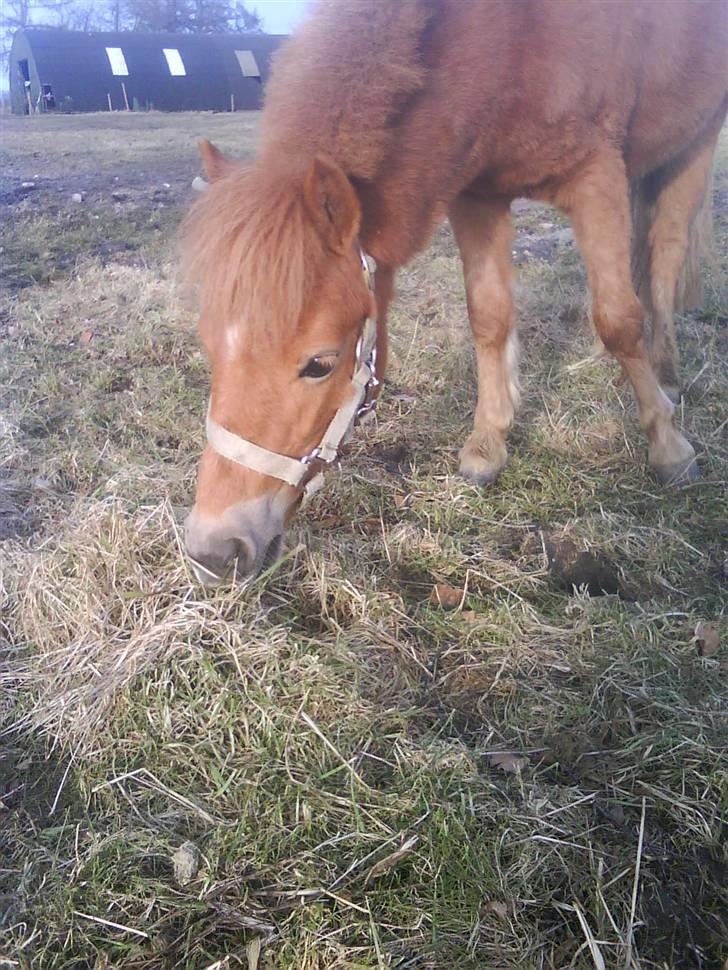 Anden særlig race Snuske *soglt og savnet* billede 11