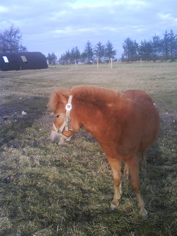 Anden særlig race Snuske *soglt og savnet* billede 12