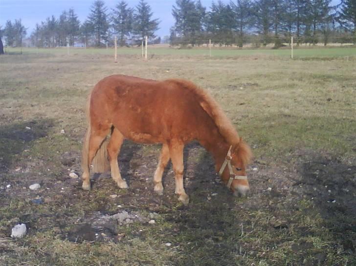 Anden særlig race Snuske *soglt og savnet* billede 13