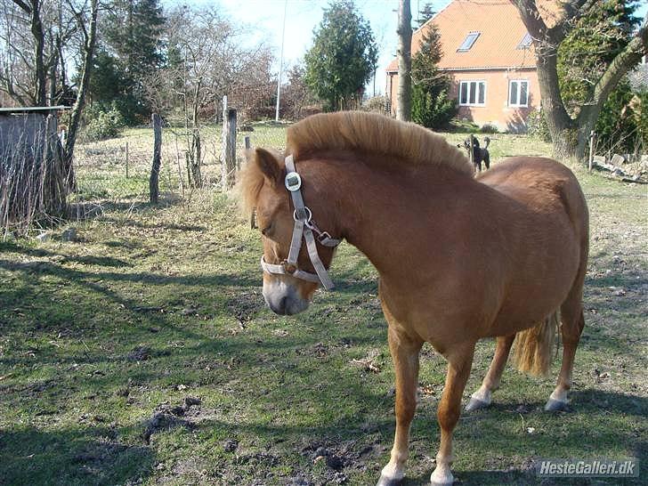 Anden særlig race Snuske *soglt og savnet* - snuske <3<3 billede 14