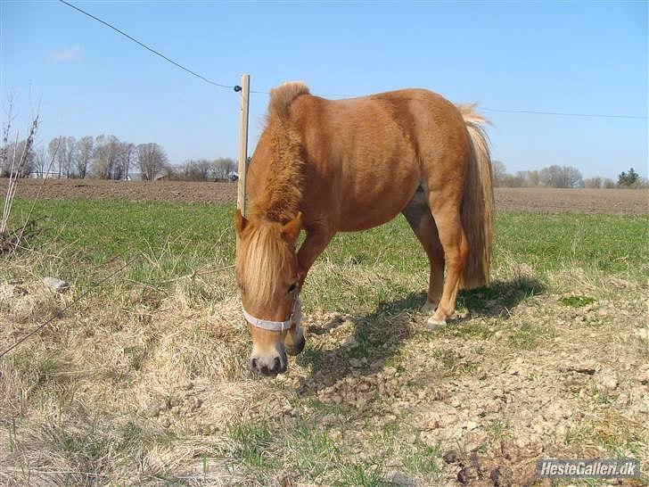 Anden særlig race Snuske *soglt og savnet* billede 15