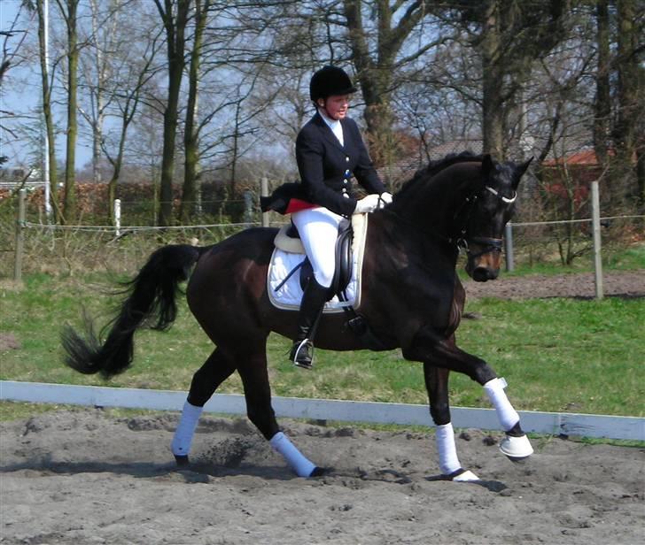 Dansk Varmblod Sundorfs Manon  - Manon på opvarmningsbanen billede 14