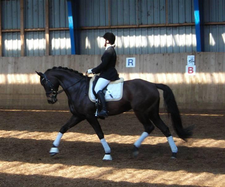 Dansk Varmblod Sundorfs Manon  - Til stævne billede 15