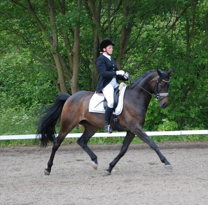 Dansk Varmblod Sundorfs Manon  - Koncentreret billede 16