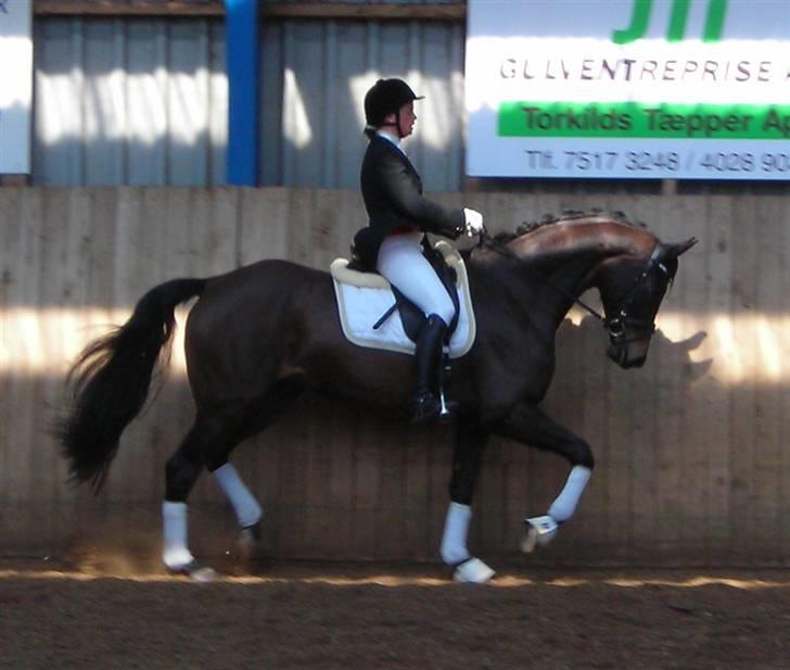 Dansk Varmblod Sundorfs Manon  - Til stævne billede 17
