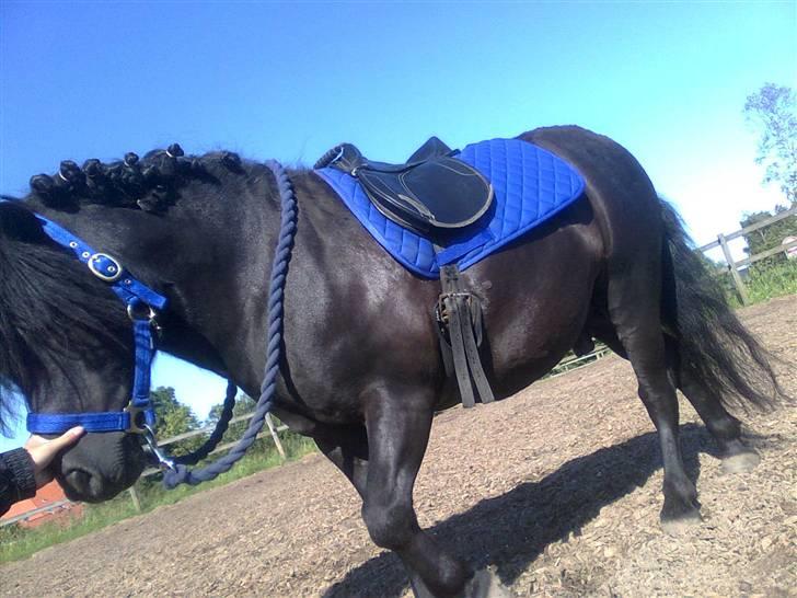 Shetlænder flaubert billede 13