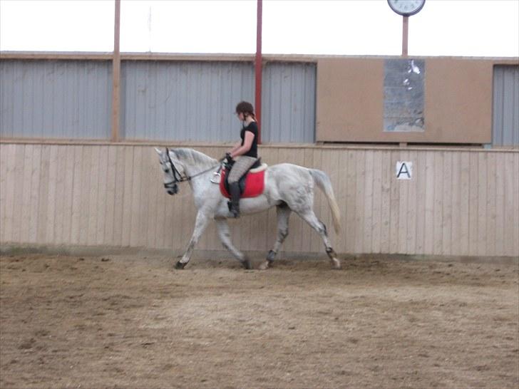 Anden særlig race Flash Lightness - Flash og mig i dressur :D  billede 10