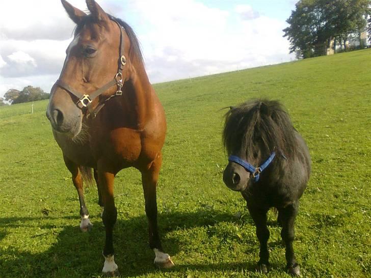 Shetlænder flaubert billede 14